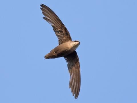 chimney swift chimney sweep chimney swift chimney sweep
